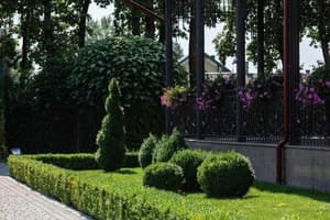 Grand Aristocrate 19